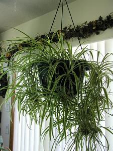spider plant-air-purifying plants, Milford, Massachusetts